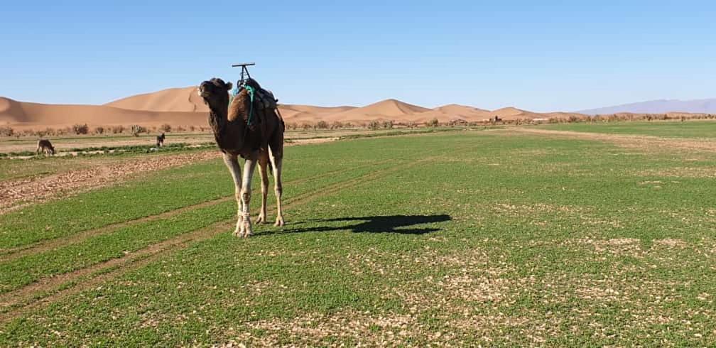 Chegaga Desert Trips Camp M'Hamid Exterior photo